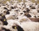 Australia to phase out live sheep exports by sea