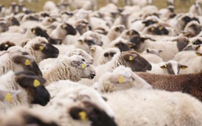 Australia to phase out live sheep exports by sea
