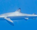 Europêche rejects Panama’s proposal to include blue shark in CITES Appendix II