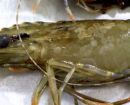 Federal Government intervenes to support Logan River prawn farmers