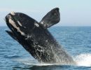 OPINION | State of emergency for Atlantic whales