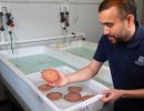 Hatchery scallops successfully deployed off Rottnest in stock replenishment trial