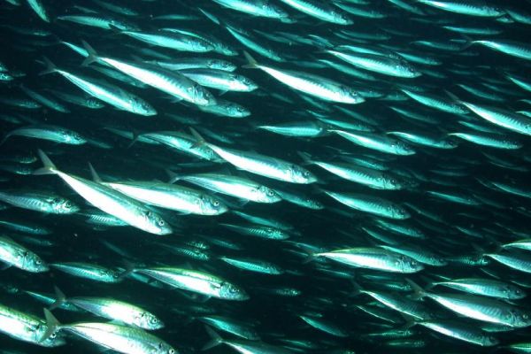 EU fishing industry calls for highest priority to be given to all-party mackerel sharing arrangement