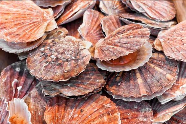 Scientific dispensation request granted for King Scallop fishing trial off south-east England