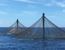 Aruba government approves construction of offshore fish farm