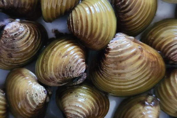Lake Taupo Aqua Park temporarily closed due to presence of invasive clam species