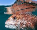 Schemes open to support WA demersal scalefish recovery