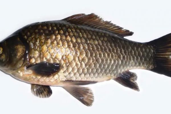 UK National Fisheries Laboratory proposes technology for helping identify invasive species