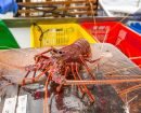 Western rock lobster research institute planned