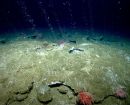 Understanding of methane seep formation and prevalence on US Atlantic margin advanced by new NOAA study