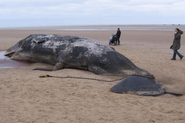 REMINISCENCES | How I once owned a dead sperm whale