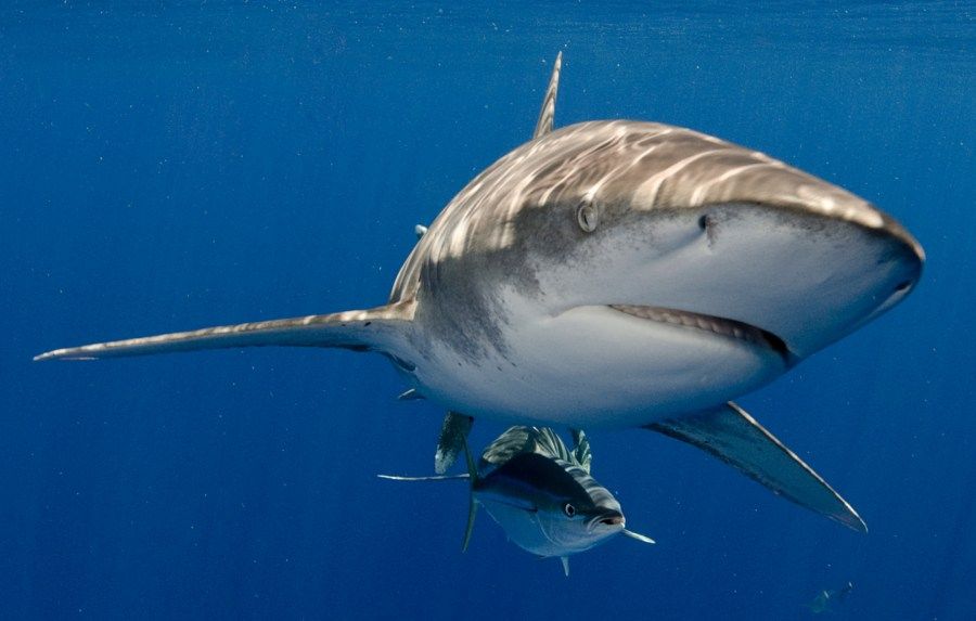New NOAA study shows modifying fishing gear reduces shark bycatch