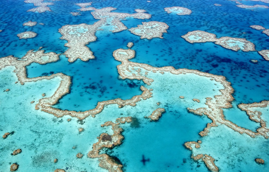 Australian scientists develop heat-resistant coral - Baird Maritime