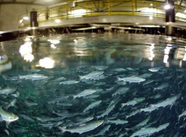 Aquaculture World Archives - Baird Maritime