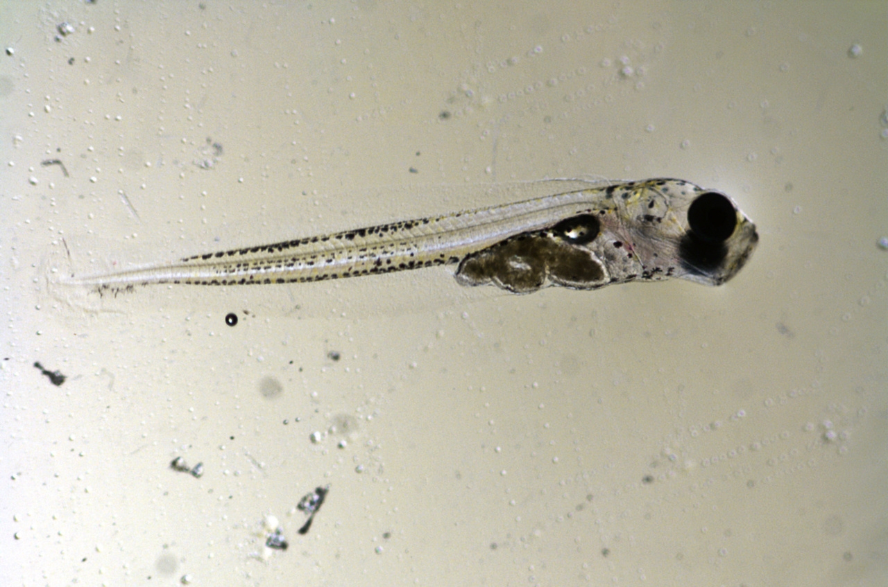 Image of Pacific cod larvae photographed under a microscope